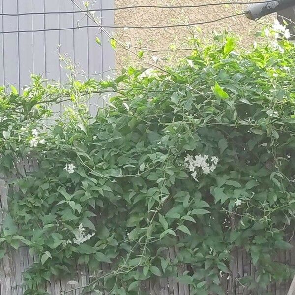 Jasminum officinale Flors