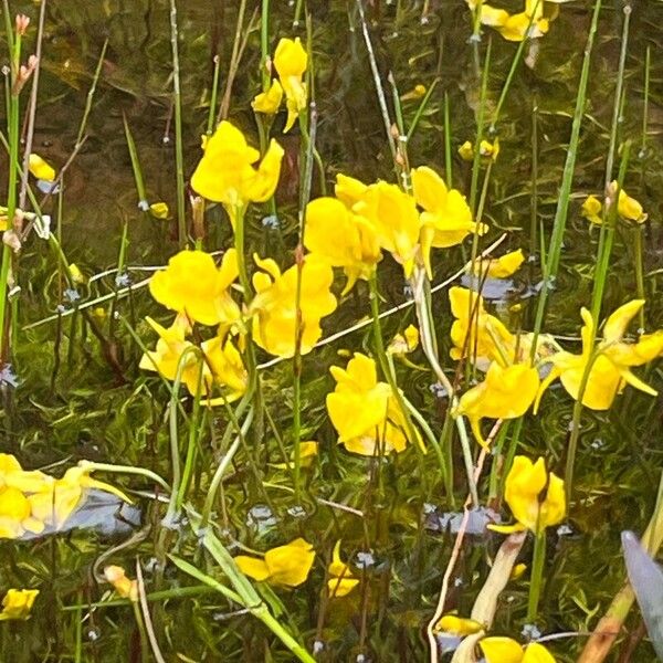 Utricularia cornuta Buveinė