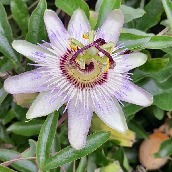 Passiflora caerulea Blomma