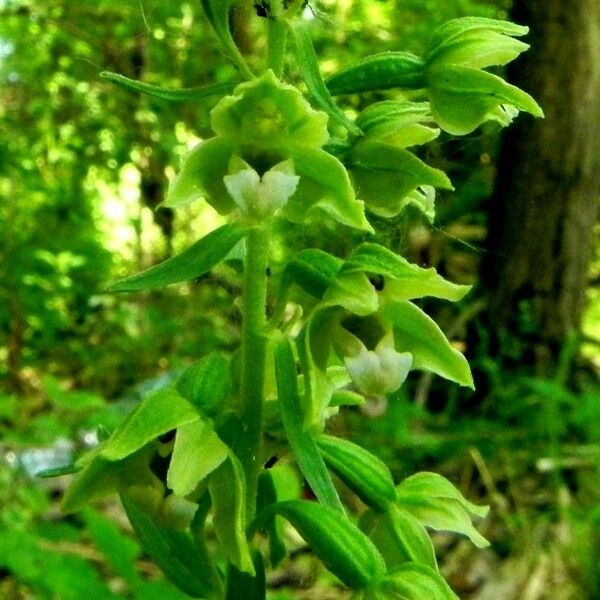 Epipactis muelleri Flower