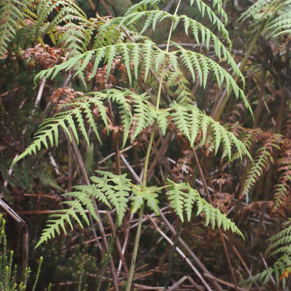 Histiopteris incisa Leaf