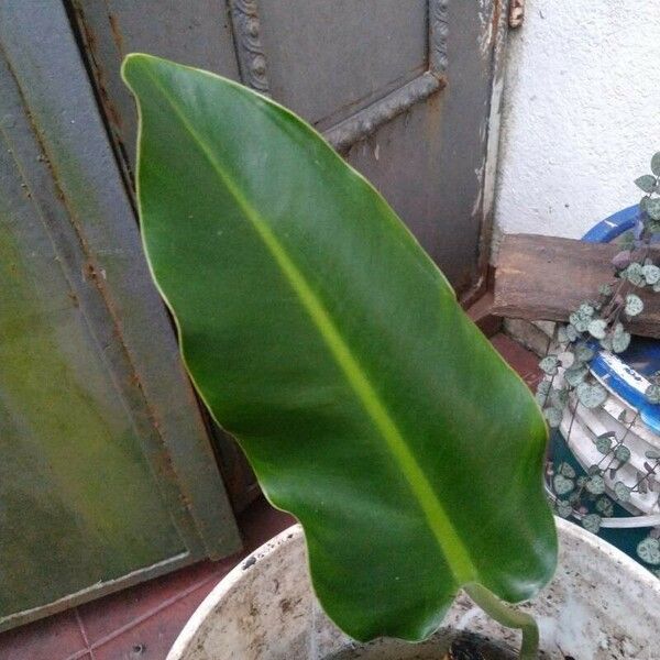 Philodendron martianum Лист