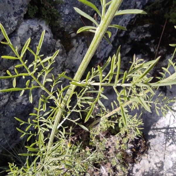 Centaurea stoebe Leaf