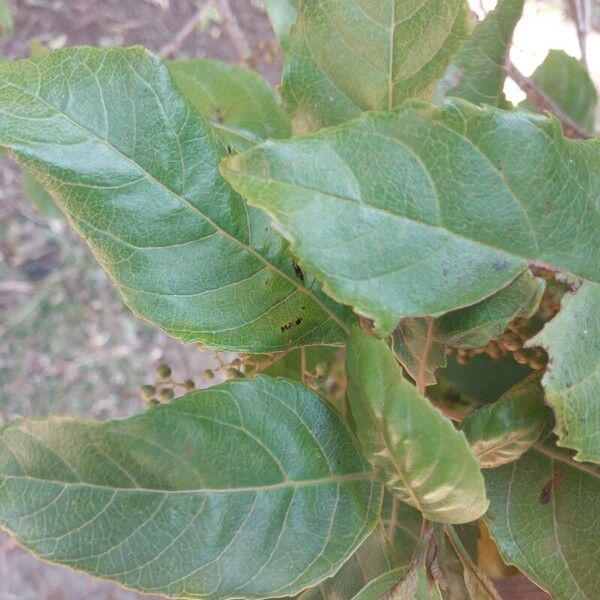 Maesa lanceolata Hábitos