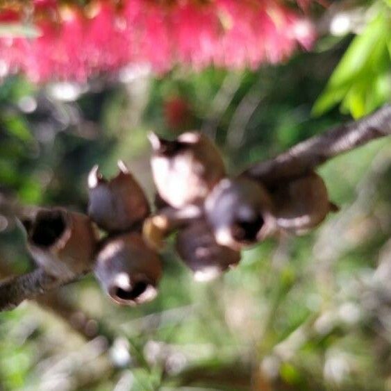 Melaleuca viminalis Autre