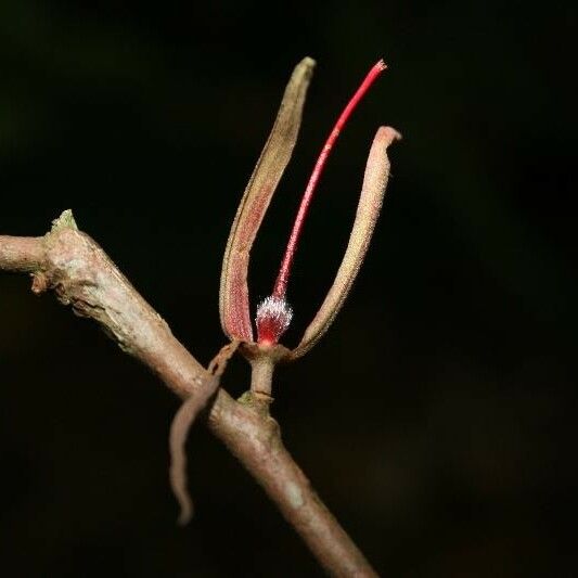 Ryania speciosa Flower