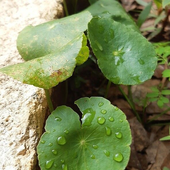 Hydrocotyle verticillata 葉