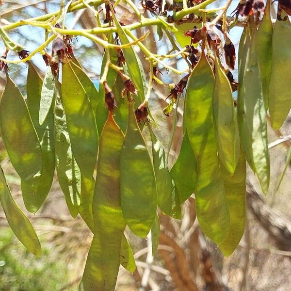 Gliricidia sepium Fruit