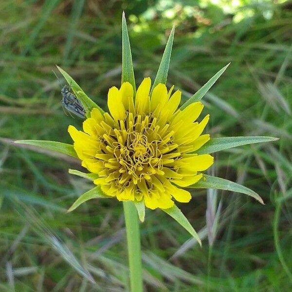 Tragopogon dubius 花