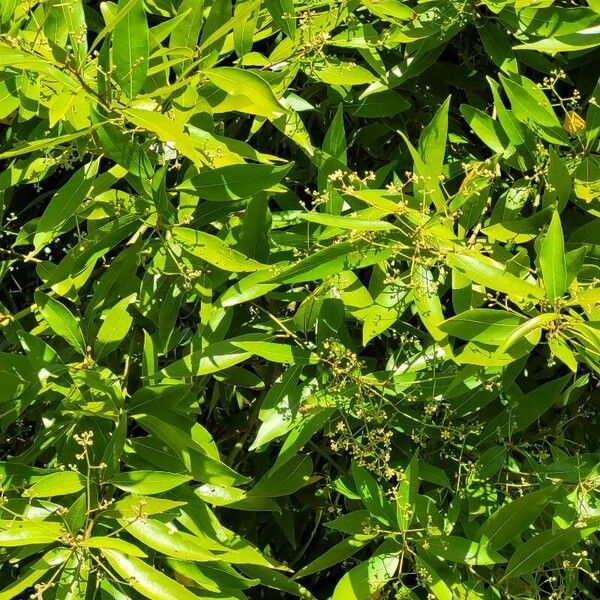 Nectandra angustifolia Levél