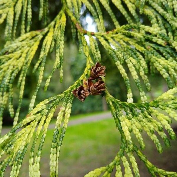 Thuja plicata 果實