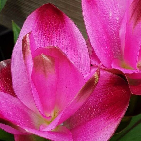 Curcuma alismatifolia Flower