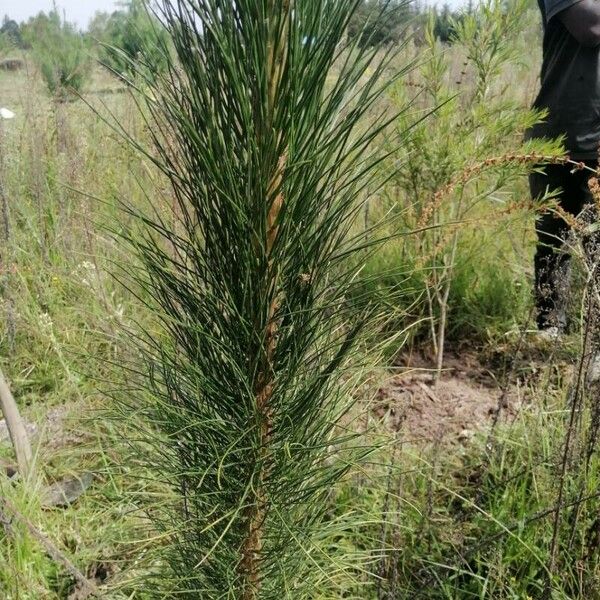 Pinus pinaster Leht