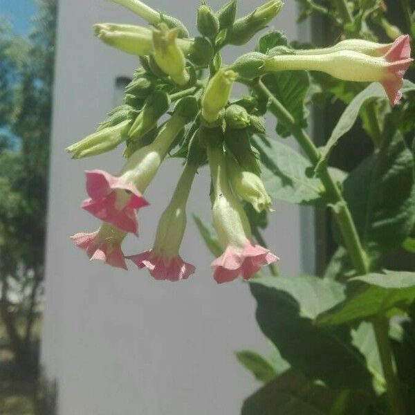 Nicotiana tabacum Blüte