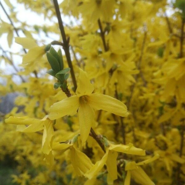 Forsythia suspensa പുഷ്പം