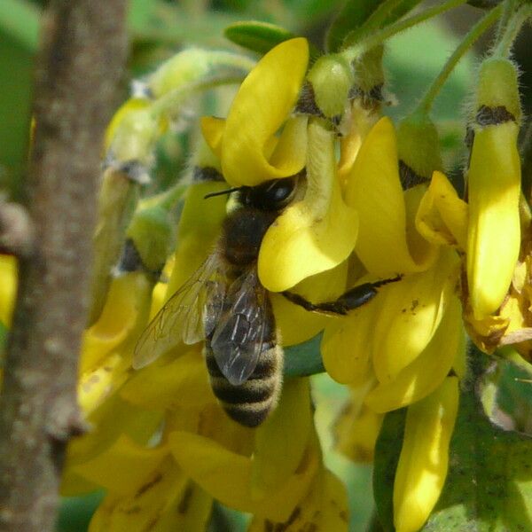 Cytisus villosus Flower