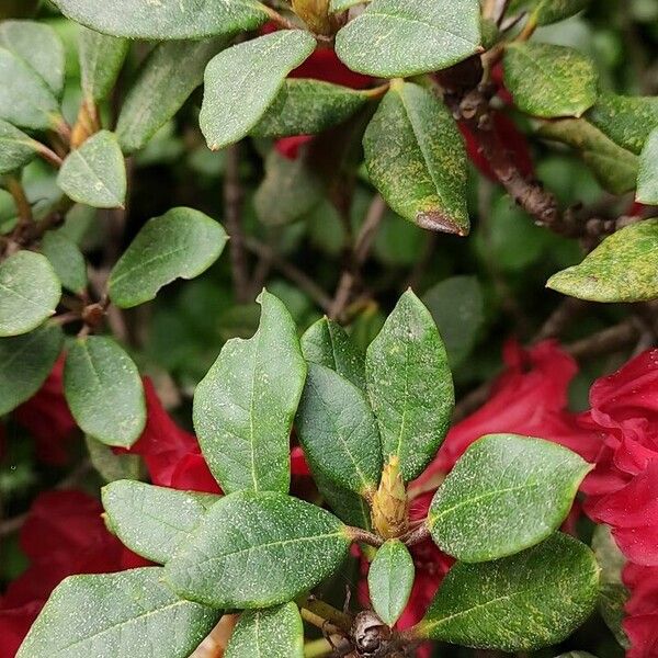 Rhododendron forrestii Leaf