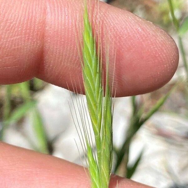 Brachypodium distachyon 花