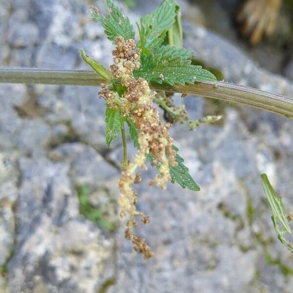 Urtica dioica Flower