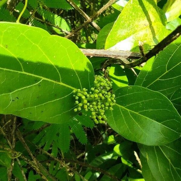 Premna serratifolia 花