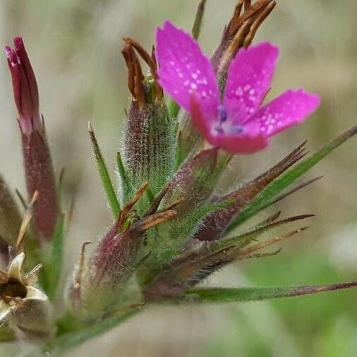 Dianthus armeria Flower