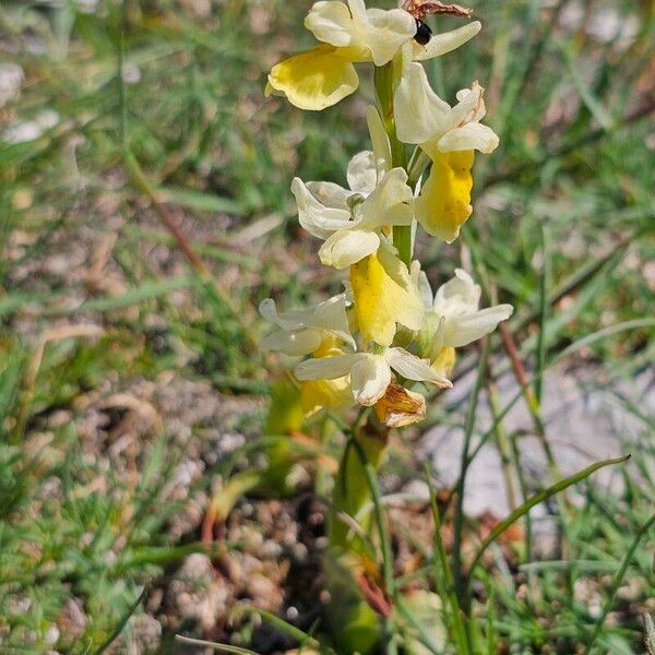 Orchis pauciflora Flower