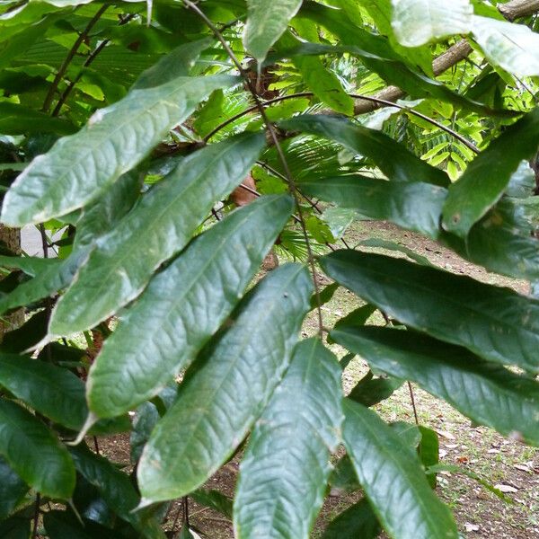 Brownea grandiceps Leaf