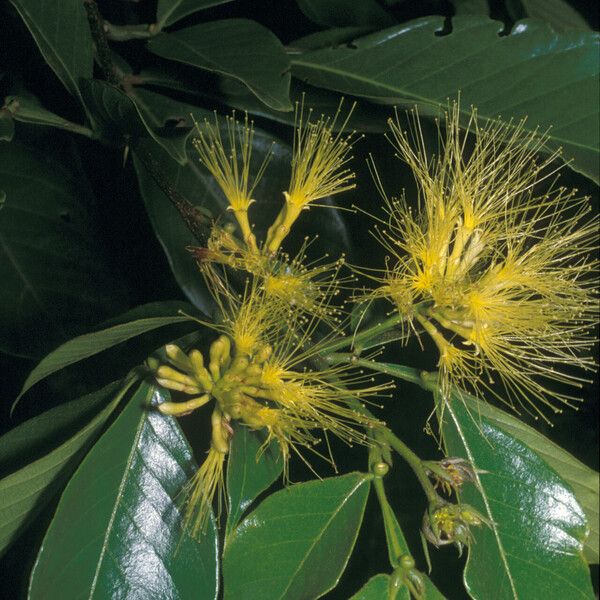 Inga pilosula Flower