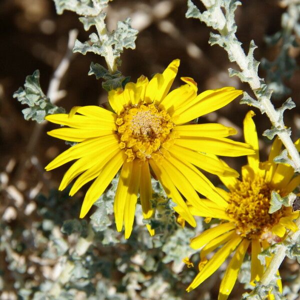 Anvillea garcinii Цветок