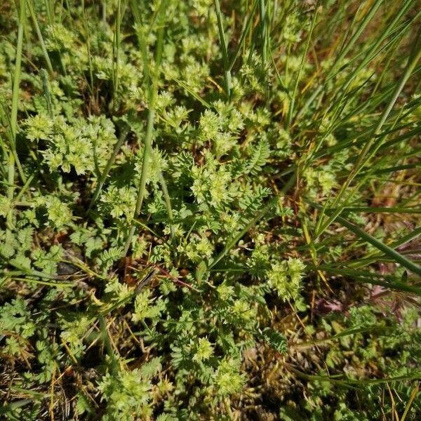 Scleranthus annuus Flower