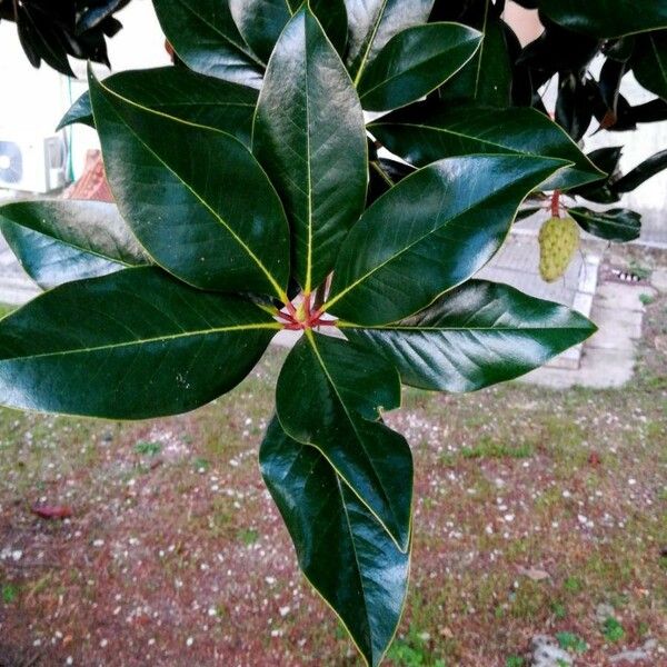 Magnolia grandiflora Листок