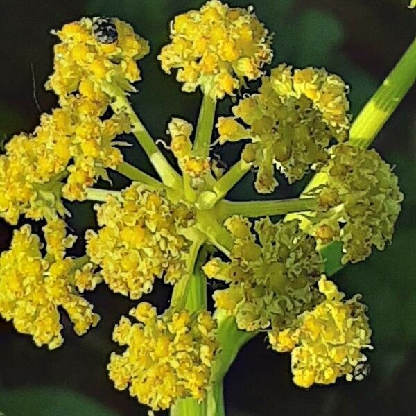 Levisticum officinale Flower