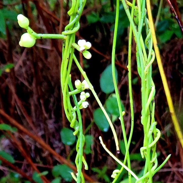 Cassytha filiformis Plante entière