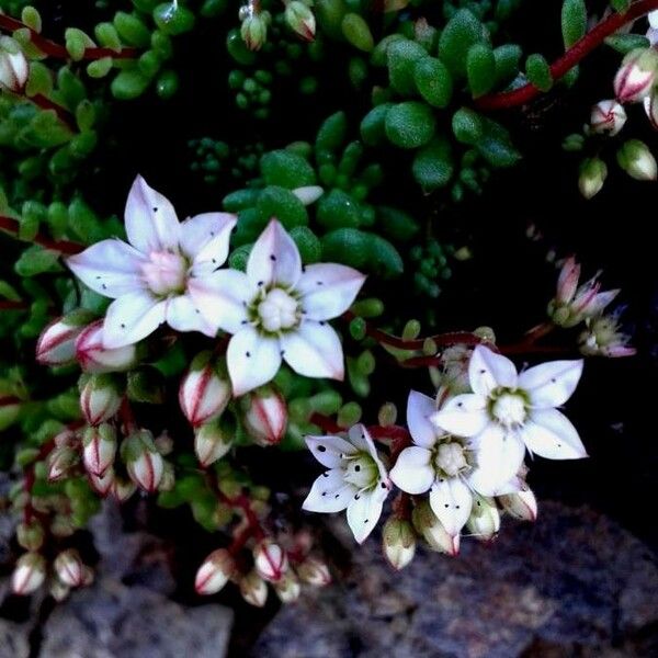 Sedum hirsutum Квітка