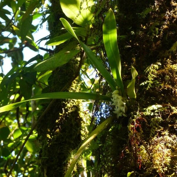 Angraecum bracteosum Plante entière