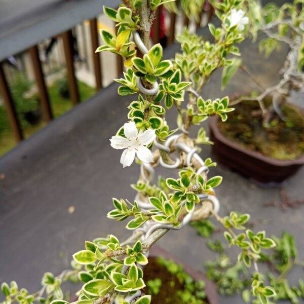 Buchozia japonica Blüte