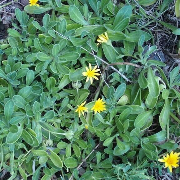 Calendula suffruticosa عادت