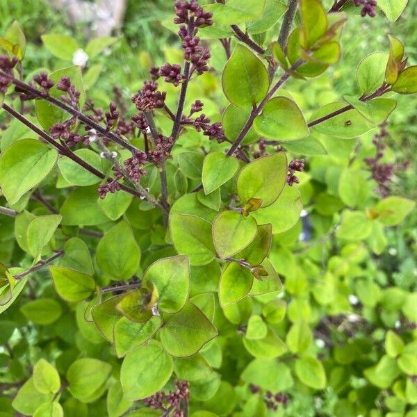 Syringa josikaea Leaf