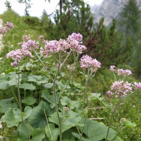 Adenostyles alpina Flower