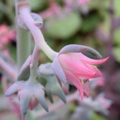 Echeveria gigantea Çiçek