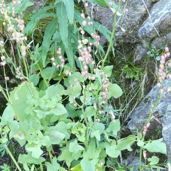 Rumex scutatus Other