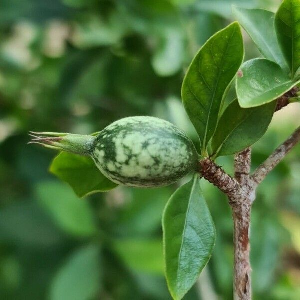 Rosenbergiodendron formosum Vrucht