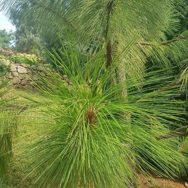 Pinus durangensis Leaf