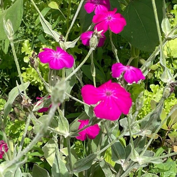 Silene coronaria Hàbitat