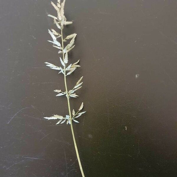 Eragrostis cilianensis Flower