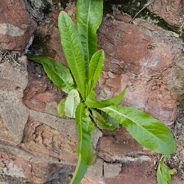 Lactuca virosa Hábito