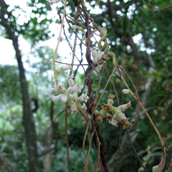 Cuscuta japonica Blomma