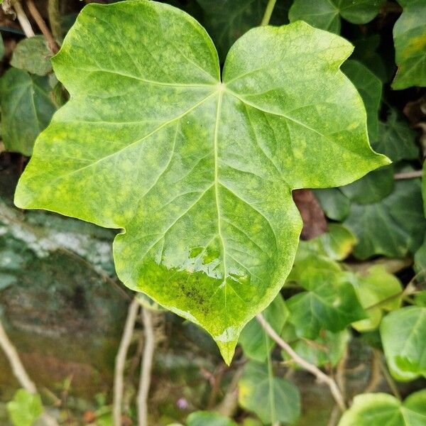 Hedera azorica Lapas