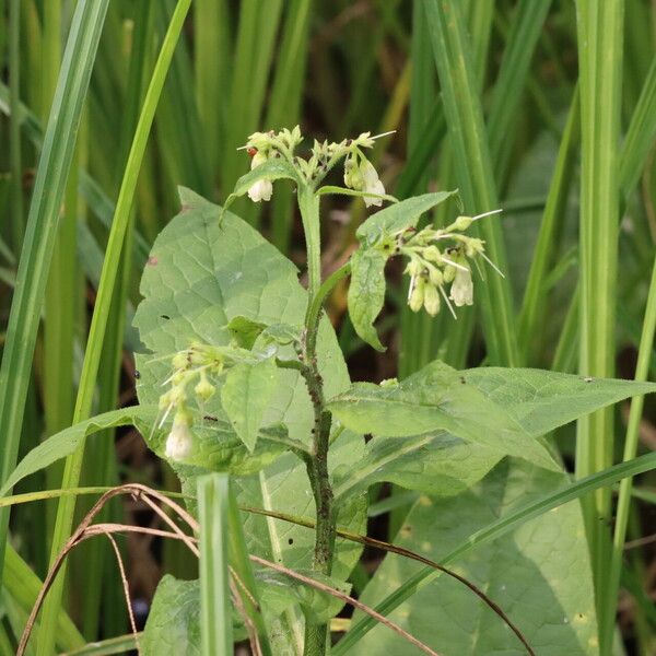 Symphytum officinale Kwiat