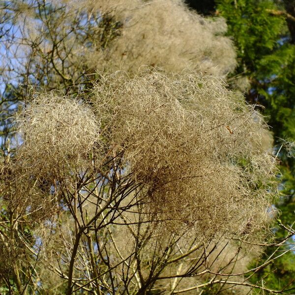 Cotinus coggygria Ovoce